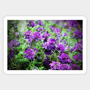 Purple Verbena Sticker